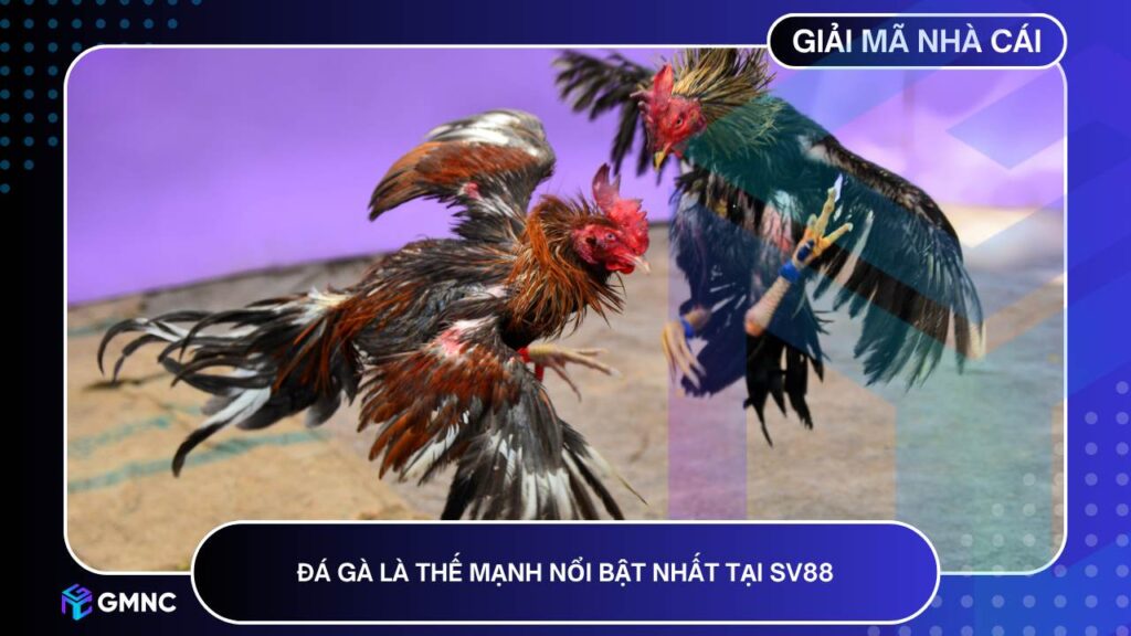 Đá gà là thế mạnh nổi bật nhất tại SV88